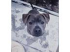 Adopt Chimney a Pit Bull Terrier
