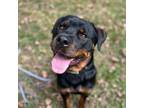 Adopt Zeus a Rottweiler