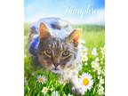 Adopt Humphrey a Tabby