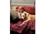 Adopt Elvis a Pit Bull Terrier