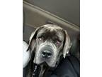 Adopt Leo a Cane Corso