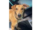 Adopt Jose a Whippet