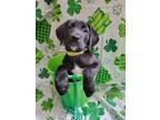 Adopt Pudding a Labrador Retriever