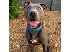 Adopt Asher 02-1818 a Pit Bull Terrier, Mixed Breed