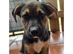 Adopt Maya Pup 5 Harley a Shepherd, Smooth Collie