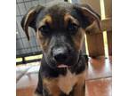 Adopt Maya Pup 5 a Shepherd, Smooth Collie