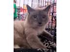 Adopt Watari a Siamese