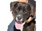 Adopt LATS a Pit Bull Terrier, Mixed Breed