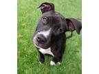 Adopt Malarkey a Pit Bull Terrier, American Staffordshire Terrier