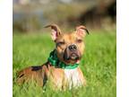 Adopt Java a Staffordshire Bull Terrier