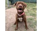 Adopt Ovni a Pit Bull Terrier