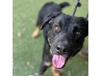 Adopt Rocco a Rottweiler, Black Labrador Retriever