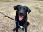 Adopt Clifford a Black Labrador Retriever