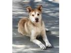 Adopt Dexter a Carolina Dog, Shiba Inu