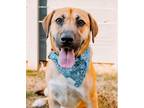 Adopt Noah a Anatolian Shepherd