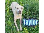 Adopt Taylor a Labrador Retriever, American Staffordshire Terrier