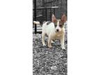 Adopt Waffles a Jack Russell Terrier, Mixed Breed
