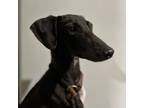 Adopt Sporty a Italian Greyhound, Saluki