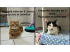 Adopt Nugget et Amabelle - Duo a Domestic Short Hair