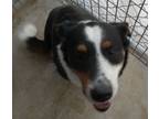 Adopt Nelly a Collie, Mixed Breed