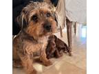 Adopt Dewey a Yorkshire Terrier, Havanese