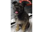 Adopt Tank (Tuck) a Terrier, Mixed Breed
