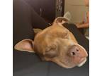 Adopt Cane a Pit Bull Terrier