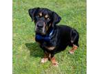 Adopt Mr. Magoo a Basset Hound, Rottweiler