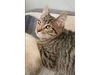 Adopt Roy Kent a Tabby, Domestic Short Hair