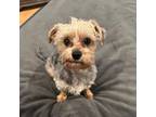 Adopt Leon a Yorkshire Terrier, Mixed Breed