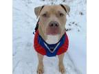 Adopt Blue a American Staffordshire Terrier, Pit Bull Terrier