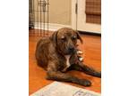 Adopt Beau a Pit Bull Terrier