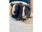 Adopt Timmon and Pumba a Guinea Pig, Short-Haired