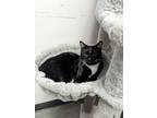 Adopt Campbell a Domestic Short Hair