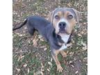 Adopt Alfie a Pit Bull Terrier, American Staffordshire Terrier