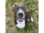 Adopt Goose - ADOPTION FEE SPONSORED! a Pit Bull Terrier