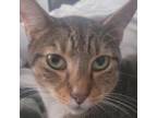 Adopt Tiger a Domestic Short Hair