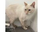 Adopt Izzy a Siamese