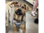 Adopt Winnie the Pooh a Mixed Breed