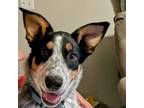 Adopt Rocket (courtesy listing) a Australian Cattle Dog / Blue Heeler