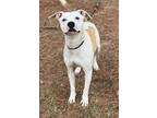 Adopt Ames (might be deaf dog) a Mixed Breed