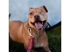 Adopt Bruin a Pit Bull Terrier