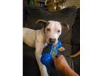 Adopt Joker a Pit Bull Terrier