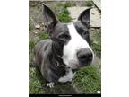 Adopt Gary a Bull Terrier