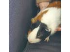 Adopt Spud a Guinea Pig