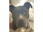 Adopt Lorenzo a Pit Bull Terrier