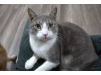 Adopt Indiana Jones a Tabby