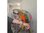Adopt Socrates a Macaw