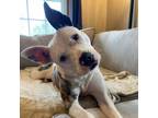 Adopt Liberty a White - with Tan, Yellow or Fawn Pit Bull Terrier / Mixed dog in