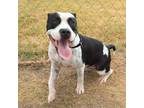 Adopt Maxi a White - with Tan, Yellow or Fawn American Pit Bull Terrier / Mixed